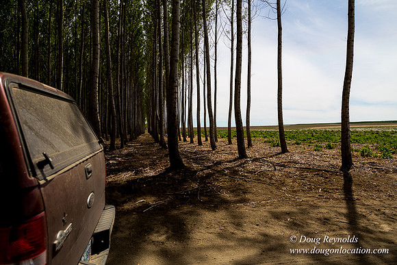 Tree Farm