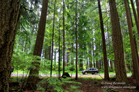 Larch Mt Rd