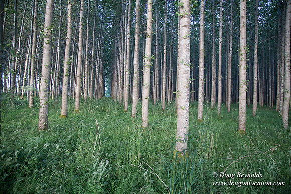 LCG & GWG Tree Farm