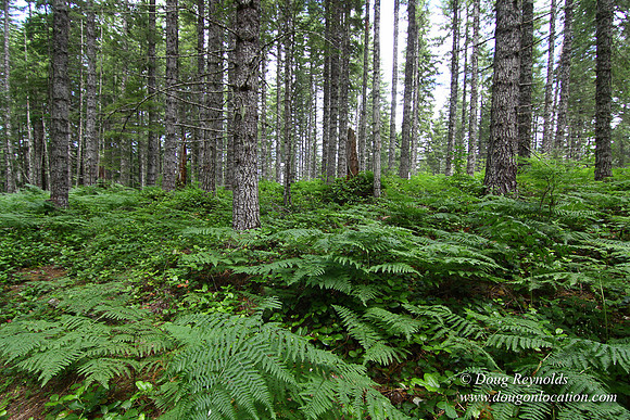 Tree & Forested locations