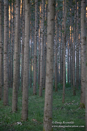LCG & GWG Tree Farm