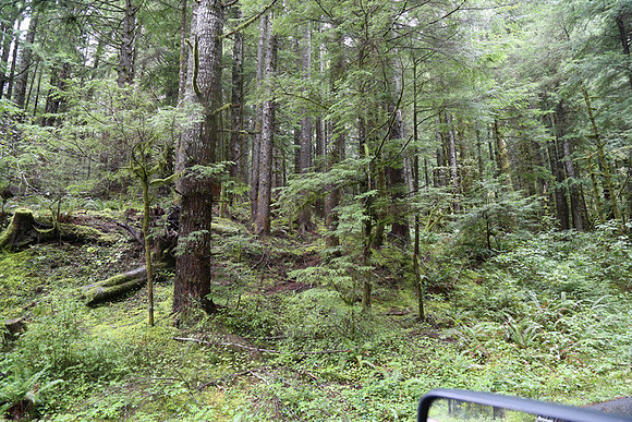 Saddle Mt Rd-0346