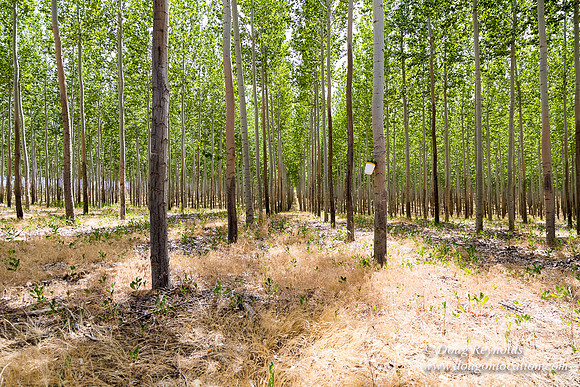 Tree Farm