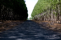 Tree Farm