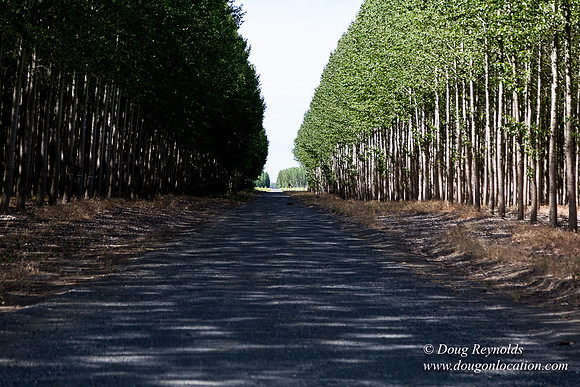 Tree Farm