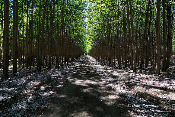 Tree Farm