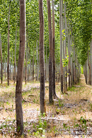 Tree Farm