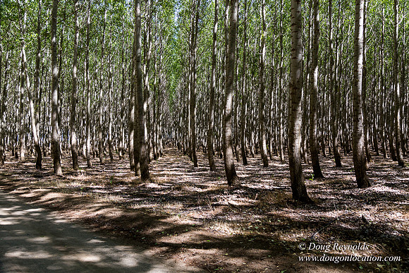 Tree Farm