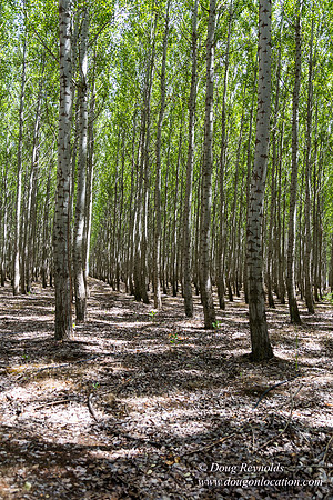 Tree Farm