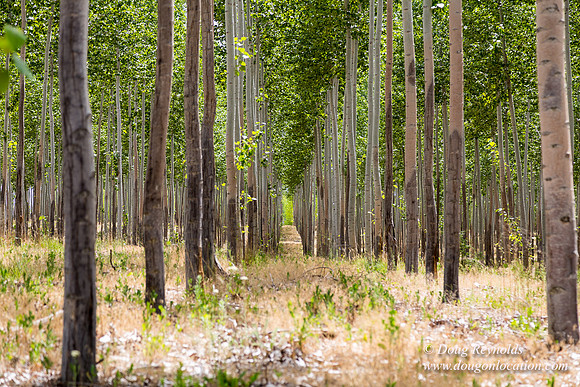 Tree Farm