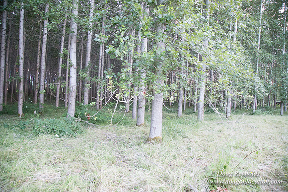 LCG & GWG Tree Farm