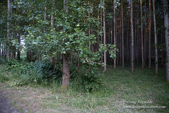 LCG & GWG Tree Farm