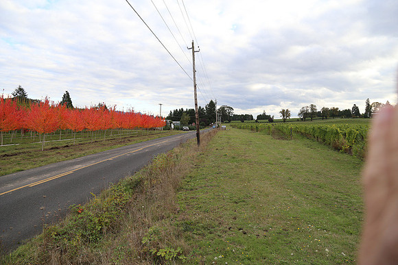 Dilly Rd-1577