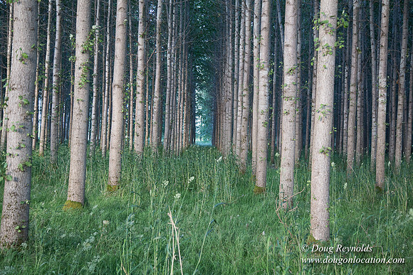 LCG & GWG Tree Farm