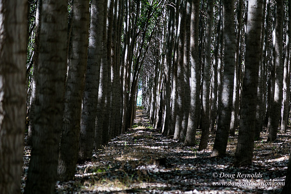 Tree Farm