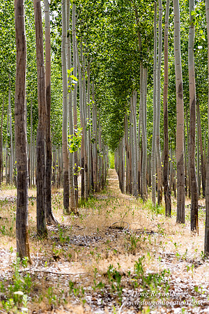 Tree Farm
