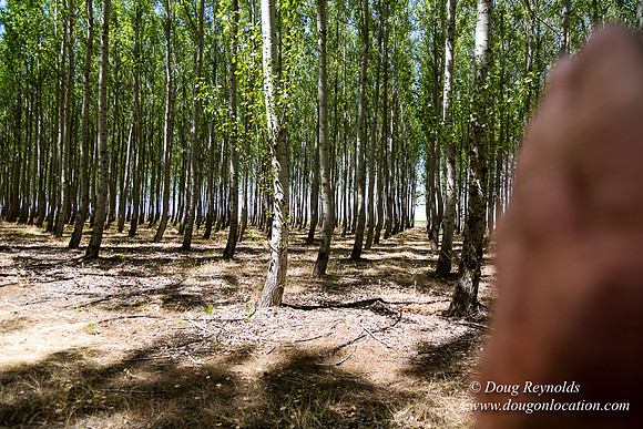 Tree Farm