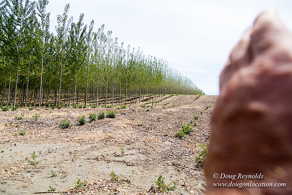 Tree Farm