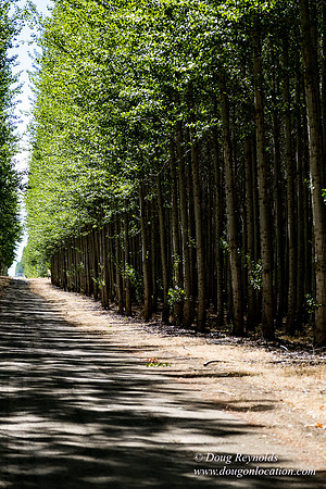 Tree Farm
