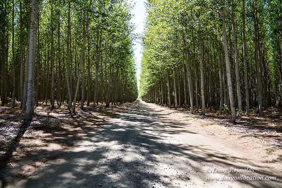 Tree Farm