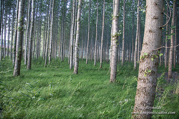 LCG & GWG Tree Farm