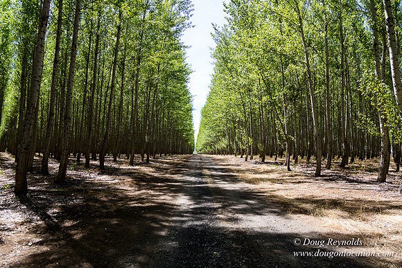 Tree Farm