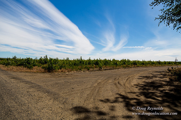 Tree Farm