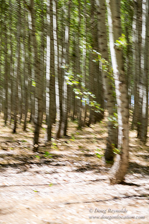 Tree Farm
