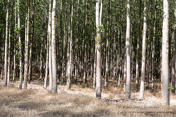 Tree Farm