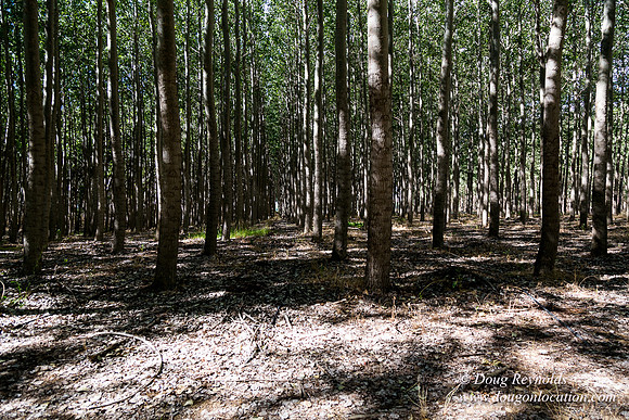 Tree Farm