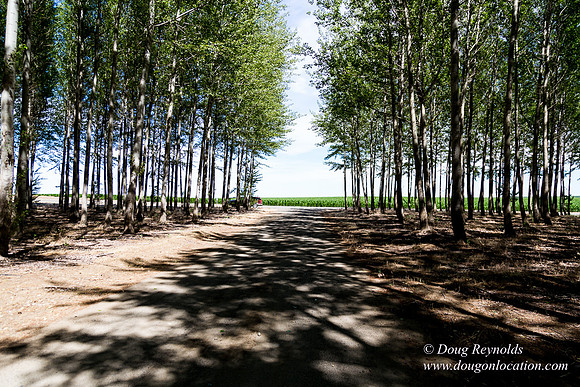 Tree Farm