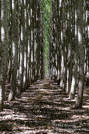Tree Farm