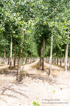 Tree Farm