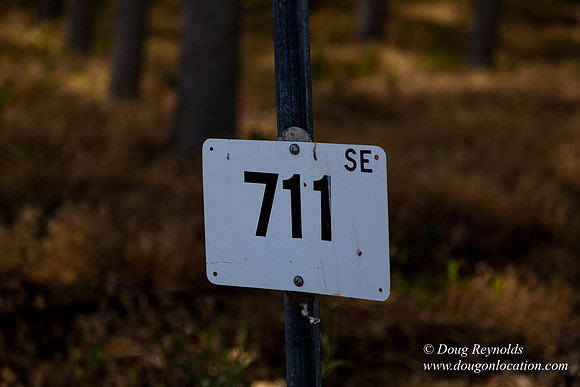Tree Farm