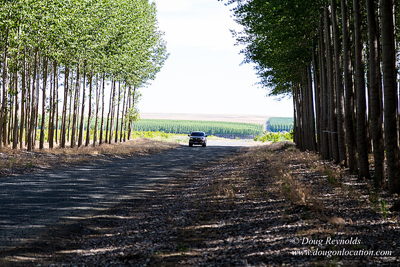 Tree Farm