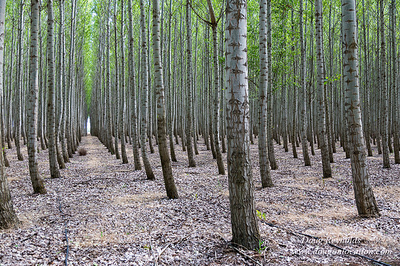 Tree Farm