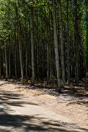 Tree Farm