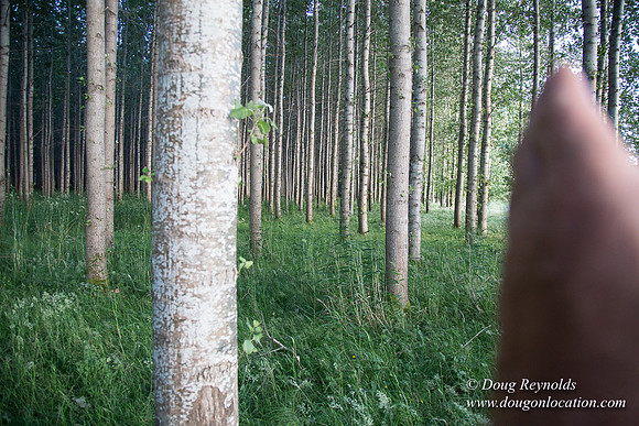 LCG & GWG Tree Farm
