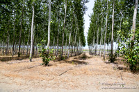 Tree Farm