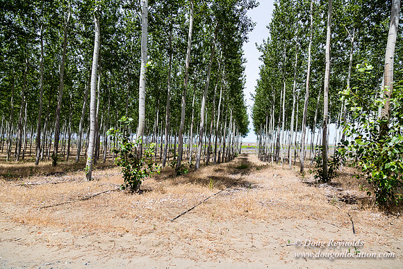 Tree Farm