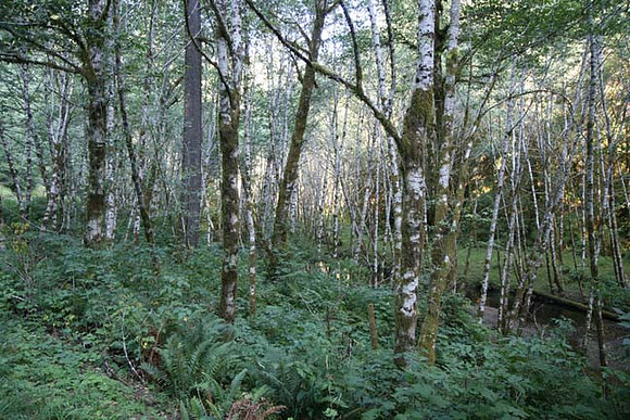 Nestucca Rvr Rd
