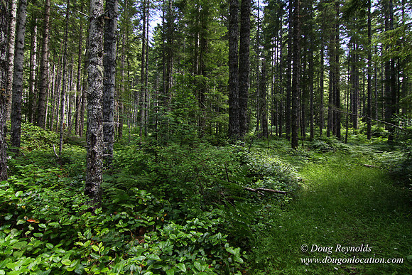 Tree & Forested locations