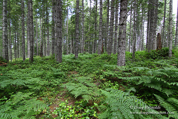 Tree & Forested locations