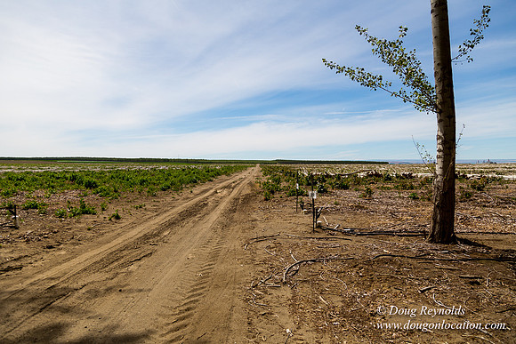 Tree Farm