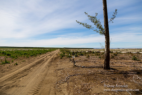 Tree Farm