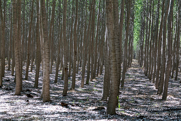 Tree Farm