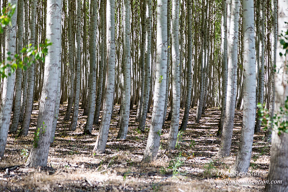 Tree Farm