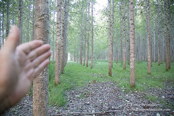 LCG & GWG Tree Farm