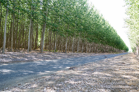 Tree Farm