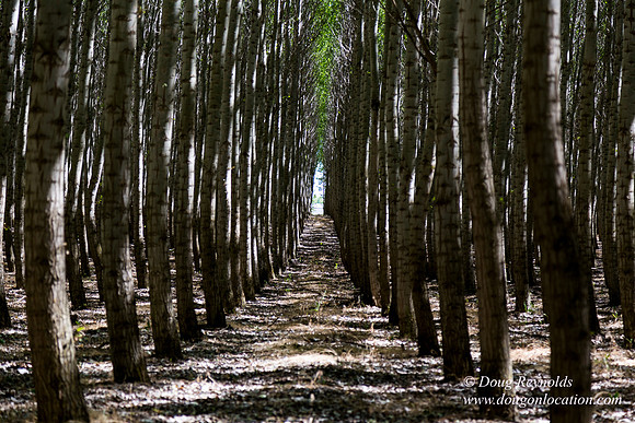 Tree Farm